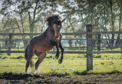 ECURIE DES BORDEAUX, Centre Equestres à Nesles-la-Montagne