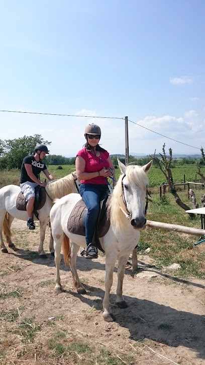 Les Ecuries De Diamant, Centre Equestres à Maureilhan