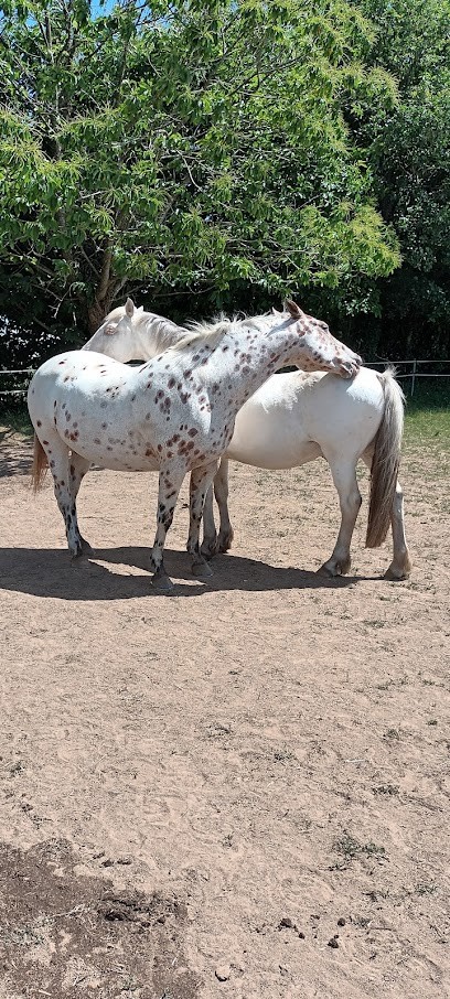 Stalls De Bel Air Muzillac, Pension pour Chevaux à Muzillac