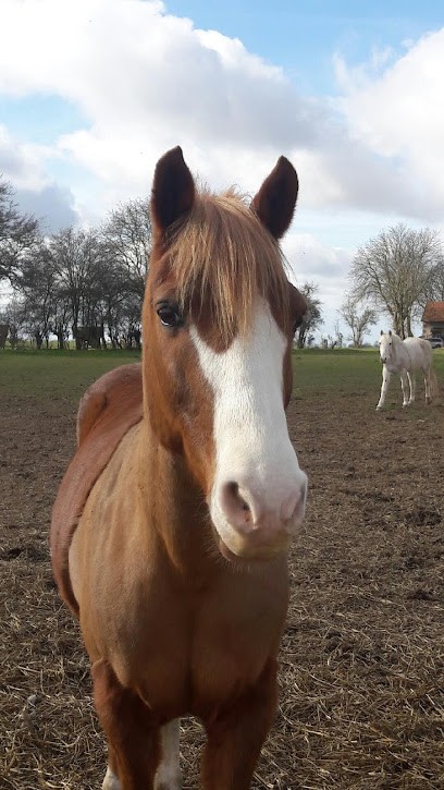 ECURIES DU TRANSLOY, Centre Equestres à Moyvillers
