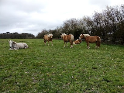 Ferme Équestre du Chêne Rond, Centre Equestres à Sèvremoine