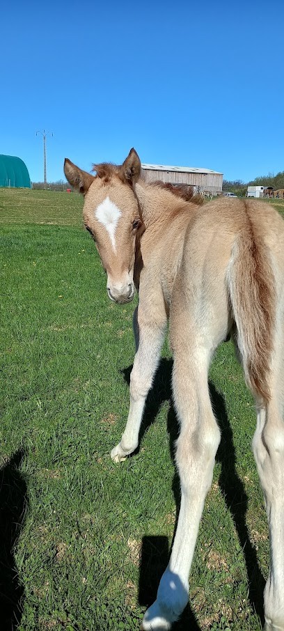 Ecurie Du Bois De St Dié, Centre Equestres à Moriville