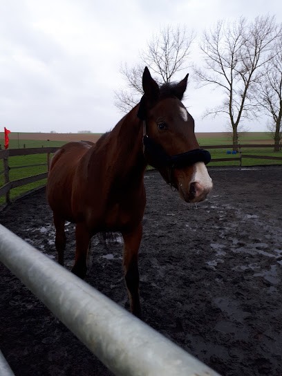 Les écuries D'herpigny, Pension pour Chevaux à Quiévy