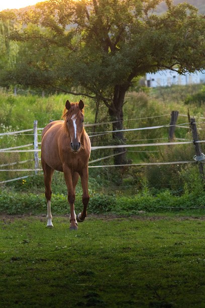 EARL Du Moulin Aux Près, Pension pour Chevaux à Norroy-le-Veneur