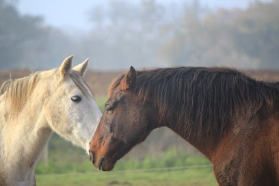 Equestrian Farm La Brissonnière, Centre Equestres à Vairé