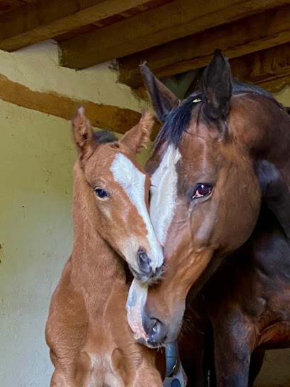Haras Des Alouettes, Centre Equestres à Saint-Étienne-la-Thillaye