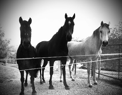 Ecurie De Grésin, Pension pour Chevaux à Avressieux