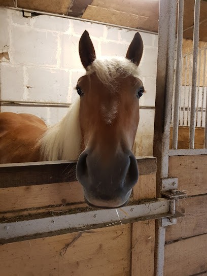 Les Ecuries Du Bourg, Pension pour Chevaux à Levier