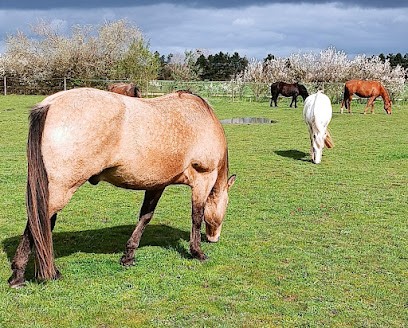 Pension au pré, Pension pour Chevaux à Marcilly-en-Villette