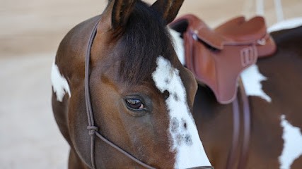 Pension chevaux élevage du médoc, Pension pour Chevaux à Gaillan-en-Médoc