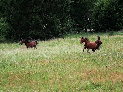CENTRE EQUESTRE DE OBERSTEINBACH, Centre Equestres à Obersteinbach