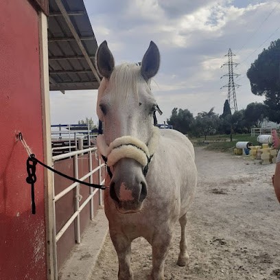 Agasc - Les Bureaux, Centre Equestres à Saint-Laurent-du-Var