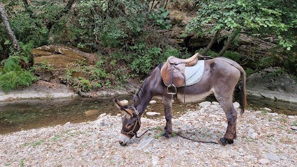 Balades A Dos D'anes, Centre Equestres à San-Giovanni-di-Moriani