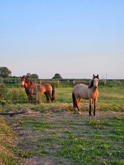 Ecurie Rosemonde Pension Pour Chevaux à Escoville