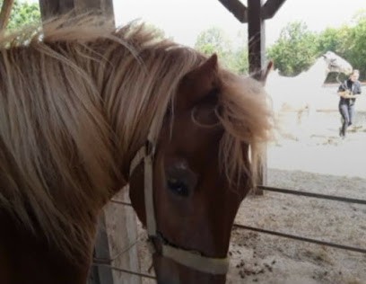 Ripaud Bruno Et Béatrice, Centre Equestres à Saint-Maurice-des-Noues