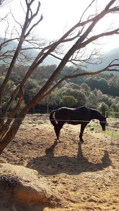 Ecuries de Molini, Pension pour Chevaux à Albitreccia