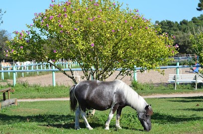 Stables Du Carbet, Centre Equestres à Saint-Trojan-les-Bains