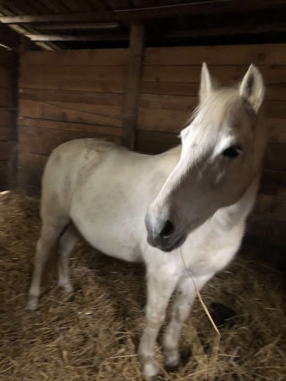 PONEY CLUB DE L AIN, Centre Equestres à Francheleins