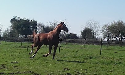 Les Ecuries Marussia, Pension pour Chevaux à Bolbec