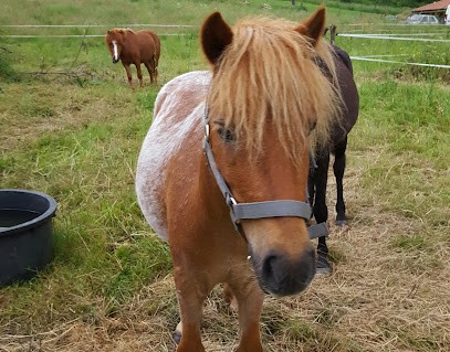 PONY RUN-RUN, Centre Equestres à Courpière