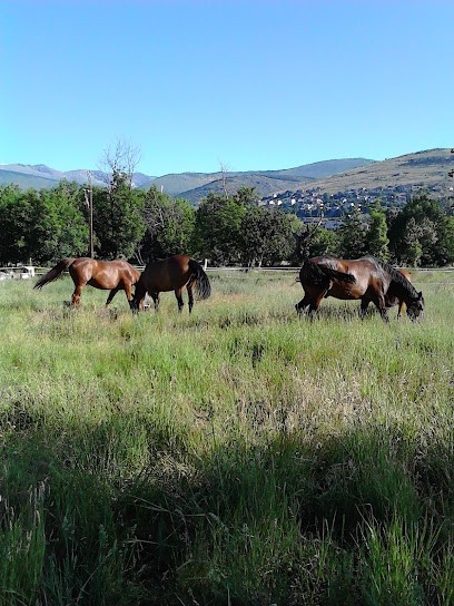 Besombes Catherine, Pension pour Chevaux à Estavar