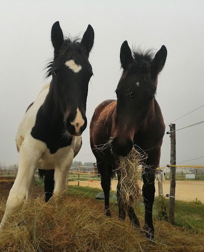 Écurie Du Triomphe, Pension pour Chevaux à Gillonnay