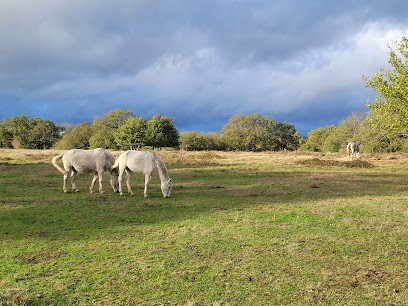 Ecurie / Pension Villebruyère, Pension pour Chevaux à Tortezais