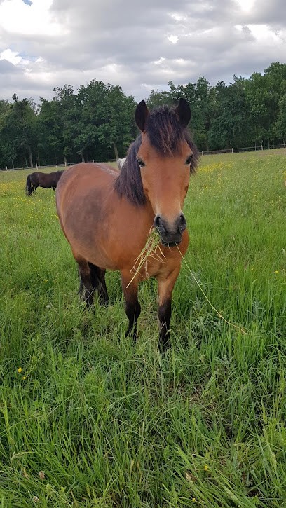 Les Écuries De Calanne, Centre Equestres à Mionnay