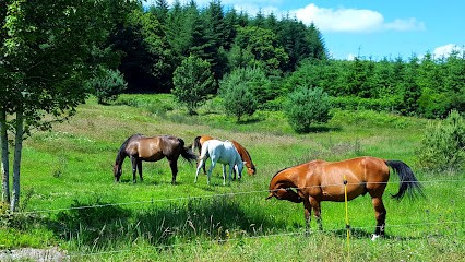 Écuries de Rêve : Pension et élevage de chevaux dans la Creuse en Nouvelle aquitaine, Centre Equestres à Saint-Moreil