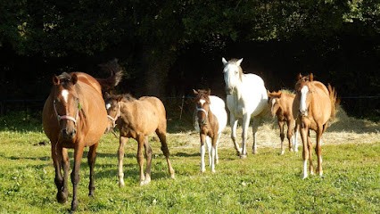 Les Écuries D'epsilon, Centre Equestres à Pujols