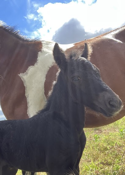 Equestrian Center De La Chênaie, Centre Equestres à Civray-sur-Esves