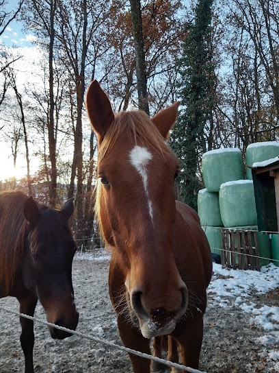 ELEVAGE DU RIA, Centre Equestres à Saint-Vincent-de-Mercuze