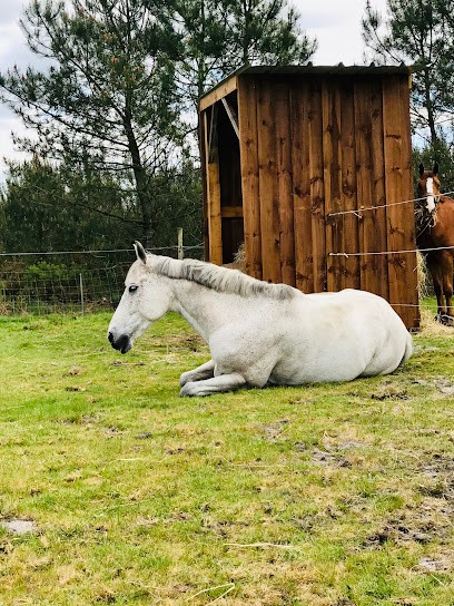 Écurie DBR, Pension pour Chevaux à Lüe