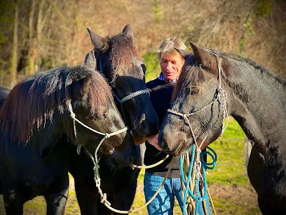 Les écurie de gailhaguet, Pension pour Chevaux à Peyrusse-le-Roc