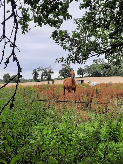 TREULAN EQUITATION, Centre Equestres à Pluneret
