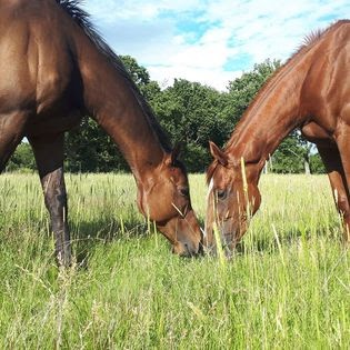 Domaine Des Pins - Élevage Pension Soins, Pension pour Chevaux à Corsept