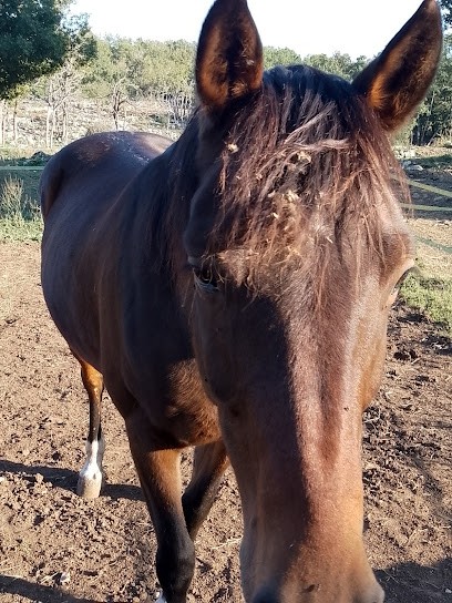 Fort Apache, Centre Equestres à Coursegoules