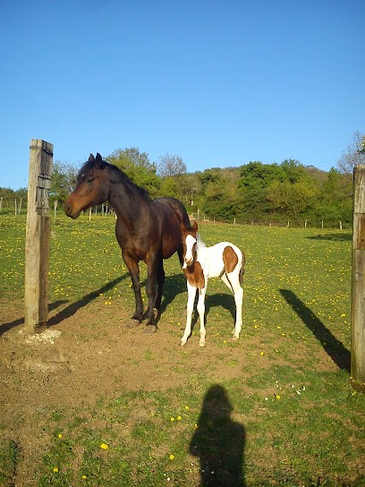 Ecurie d'Aujoux, Centre Equestres à Étrigny
