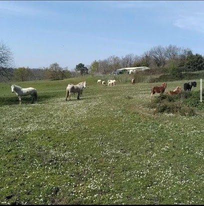 Pony Club Du Sudre, Haras Du Sudre, Centre Equestres au Pout