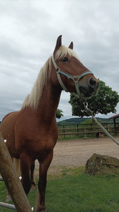 Pony Club De Verrière, Centre Equestres à La Grande-Verrière