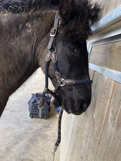 Les Ecuries Du Val Pavat, Pension pour Chevaux à Champmotteux