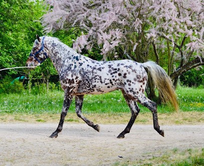 ECURIE ELINE, Pension pour Chevaux au Miroir