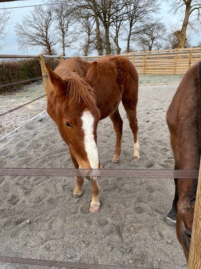 Les chevaux de Moladier, Pension pour Chevaux à Souvigny