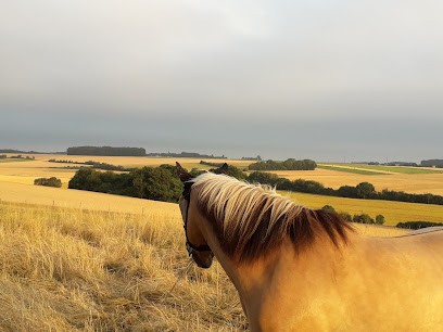 écurie De Guignemicourt, Pension pour Chevaux à Guignemicourt