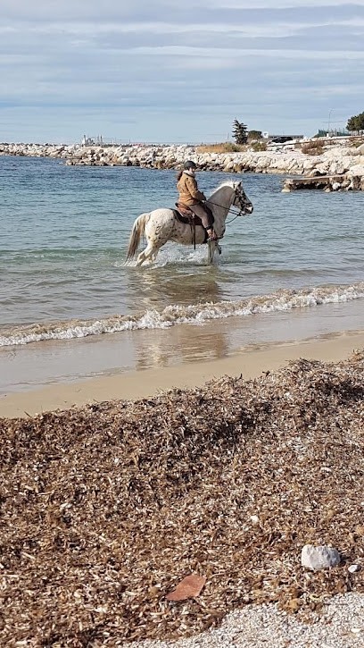 Open Ranch Crinières Côte Bleue, Centre Equestres à Sausset-les-Pins