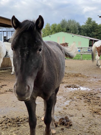 ECURIES DE LA TUILERIE, Centre Equestres à Leforest