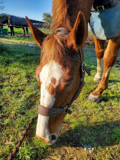 VILLAGE EQUESTRE DE LA BAZONNIERE, Centre Equestres à Sainte-Pazanne