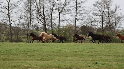 Écuries Mathélia, Pension pour Chevaux à Quers