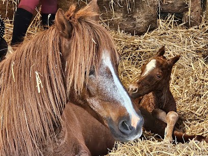 Les Écuries Du Loup Bonnaudet Gaelle, Centre Equestres à Saint-Loup-du-Dorat