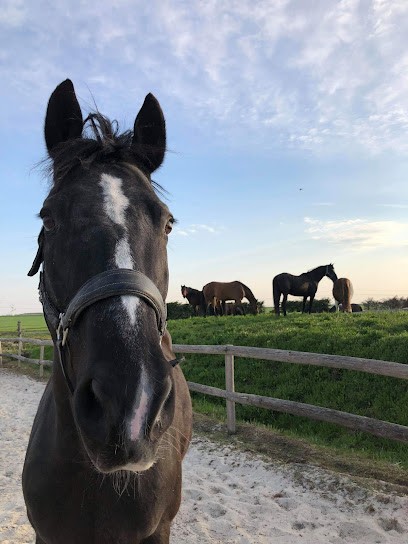Alcantara Karine, Centre Equestres à Mareau-aux-Bois